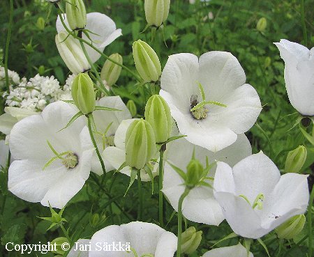 Campanula carpatica 'Alba'